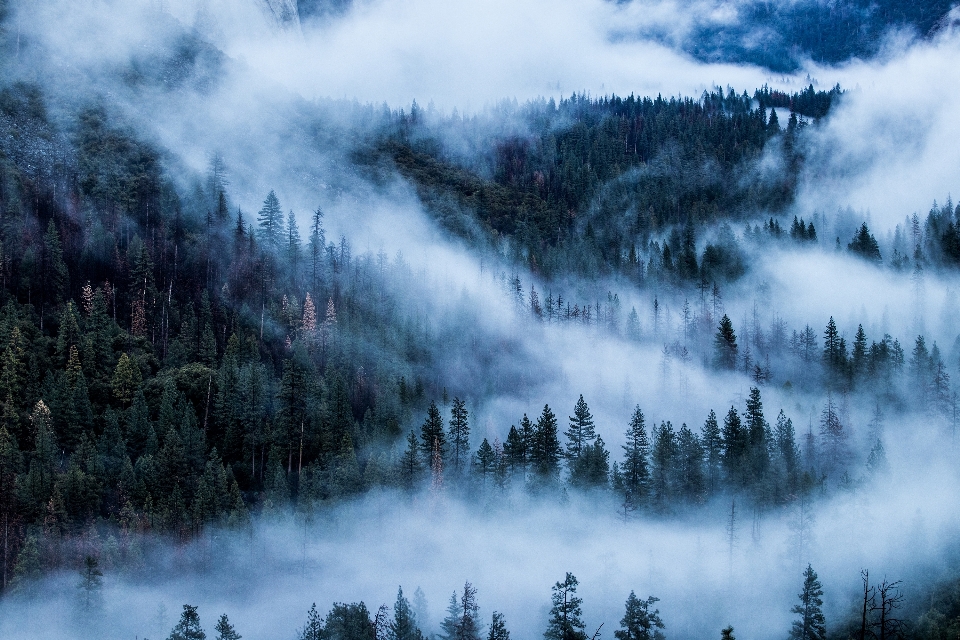 Nature mist atmospheric phenomenon natural landscape