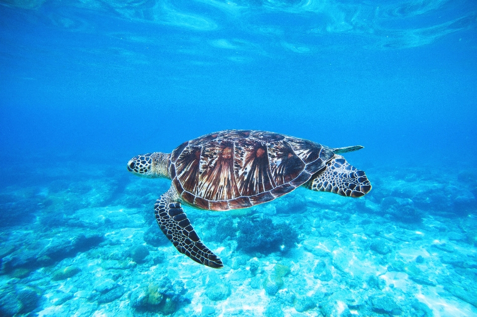 Sea turtle vertebrate hawksbill olive ridley