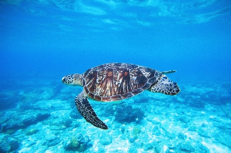 Photo Tortue de mer
 vertébré
 imbriquée
 olivâtre
