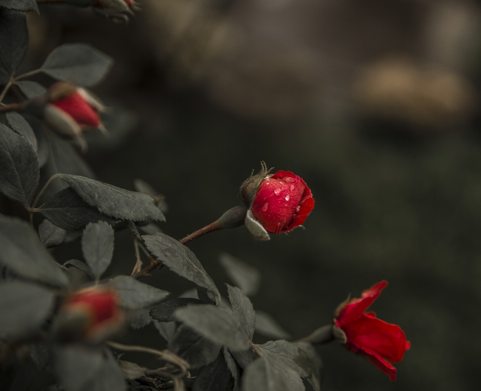 Rosa natural vermelho lindo