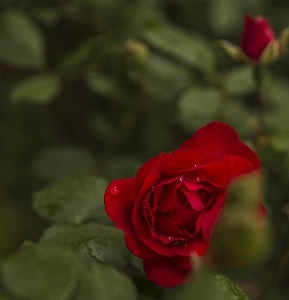 Red rose flower blood Photo