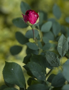 Gül pembe kırmızı çiçek Fotoğraf