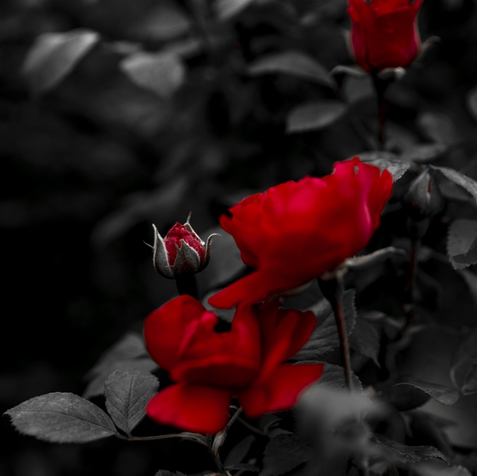 Black red rose love