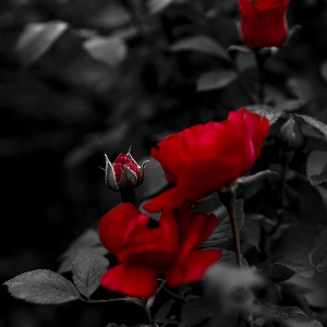 Black red rose love Photo