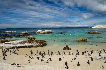 Foto Mare spiaggia uccello incapace di volare
 pinguino