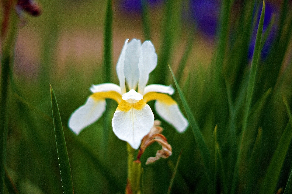 Flor selvagem coreana
 narciso
 planta com flor
