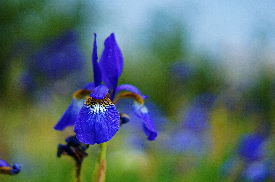 水仙
 ワイルドコリア
 花 野生の花
