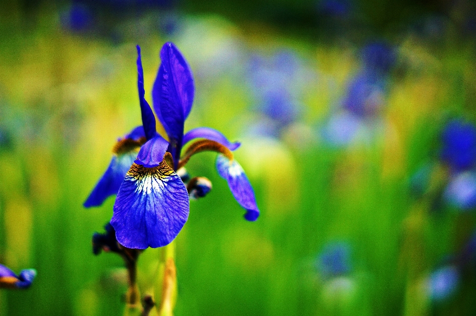 Narcissus wild korea flower