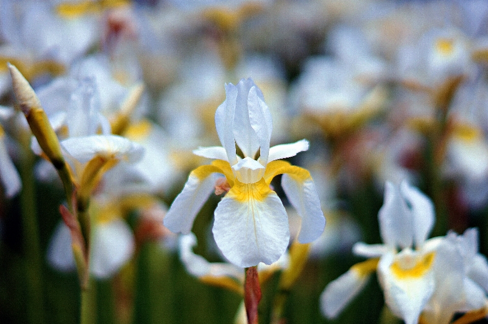 Narcissus wild korea flower