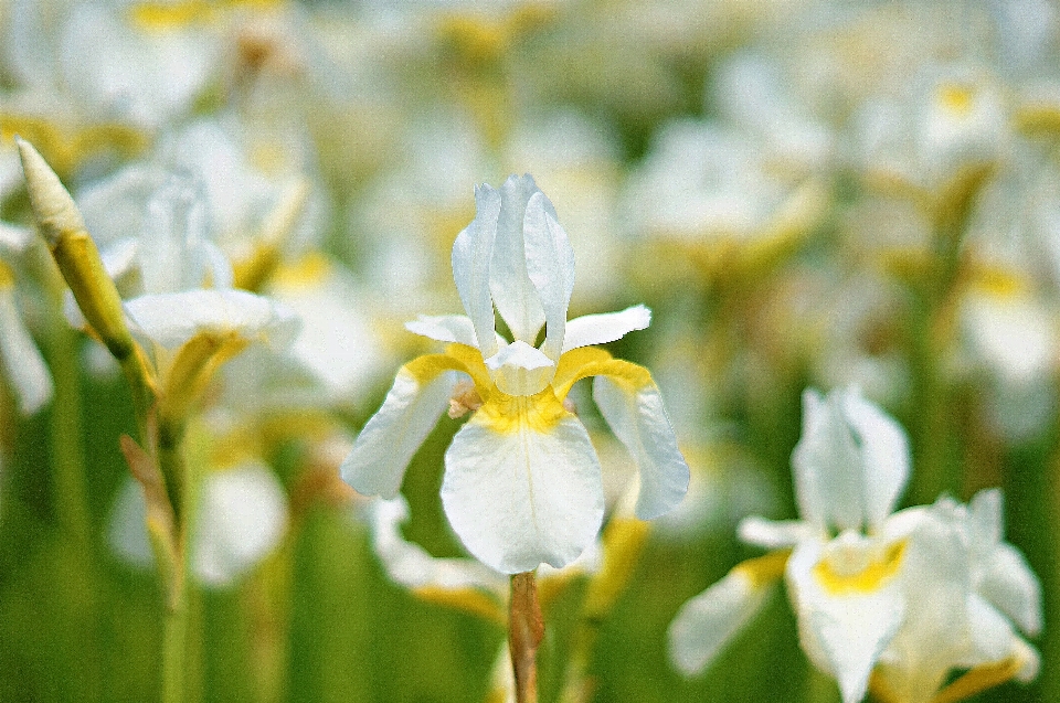 Narciso
 coreia selvagem
 flor flores silvestres
