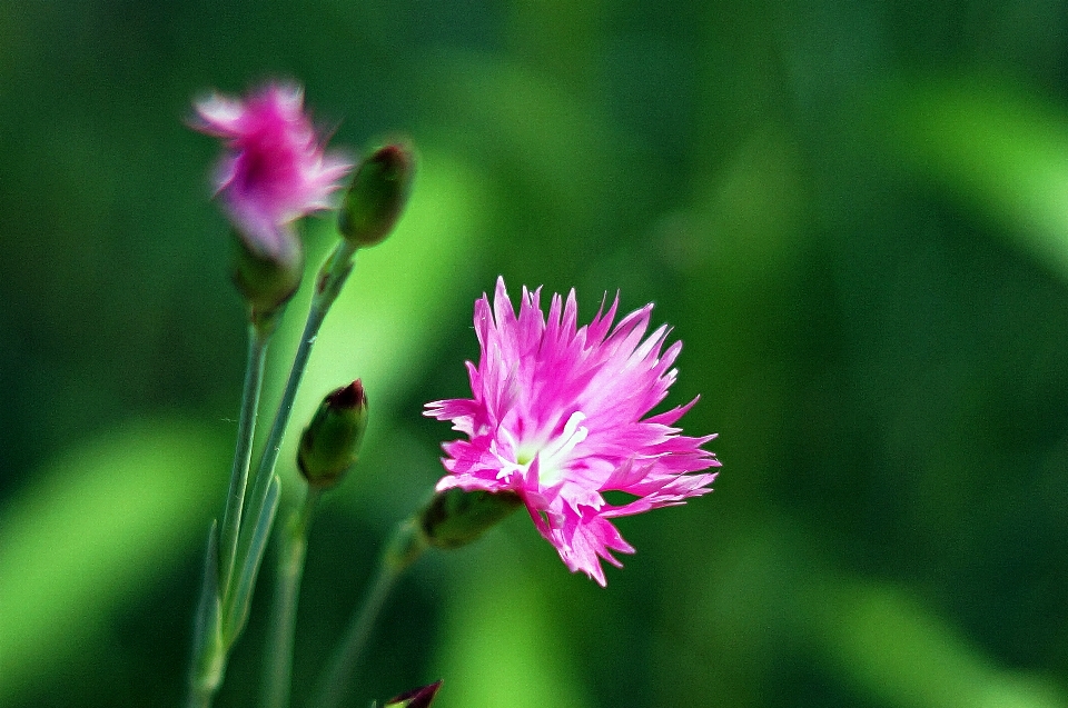 Coreia selvagem
 flor flores silvestres
 planta com flor
