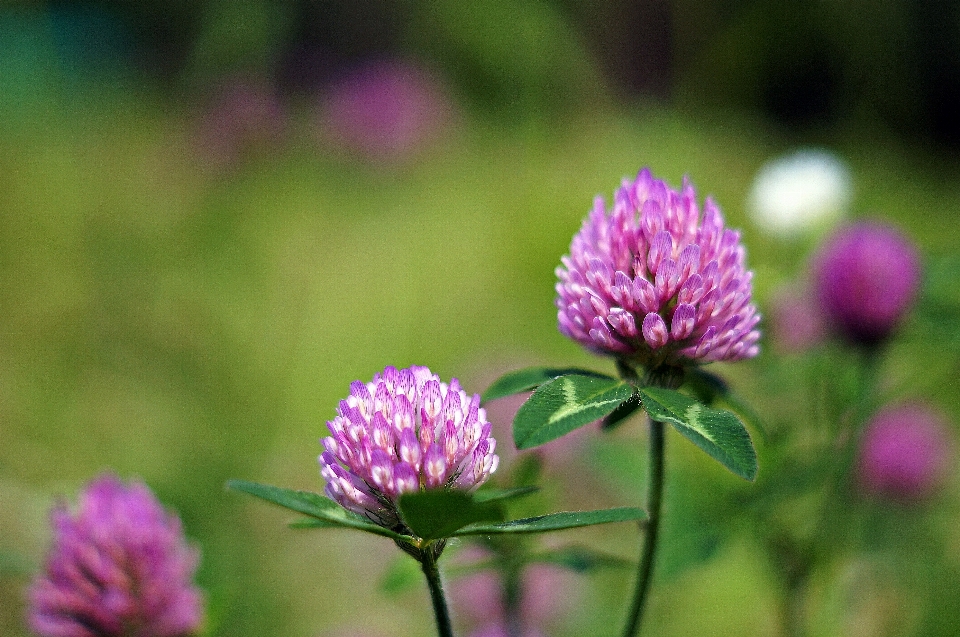 狂野的韩国
 花 野花
 开花植物