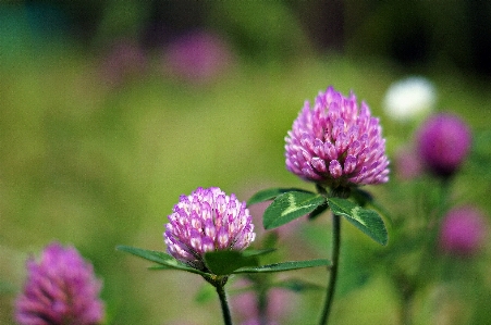 Foto Corea salvaje
 flor silvestre
 planta floreciendo
