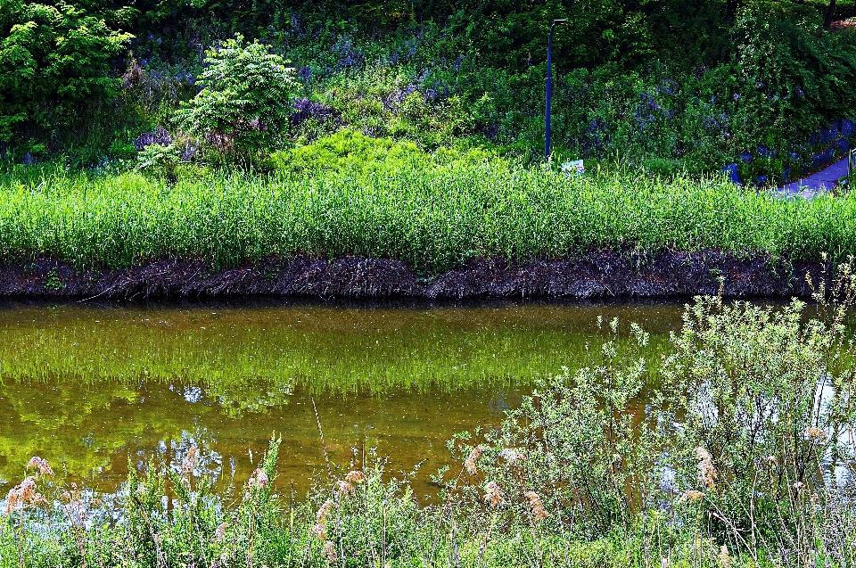 Wildes korea
 fluss bach natur