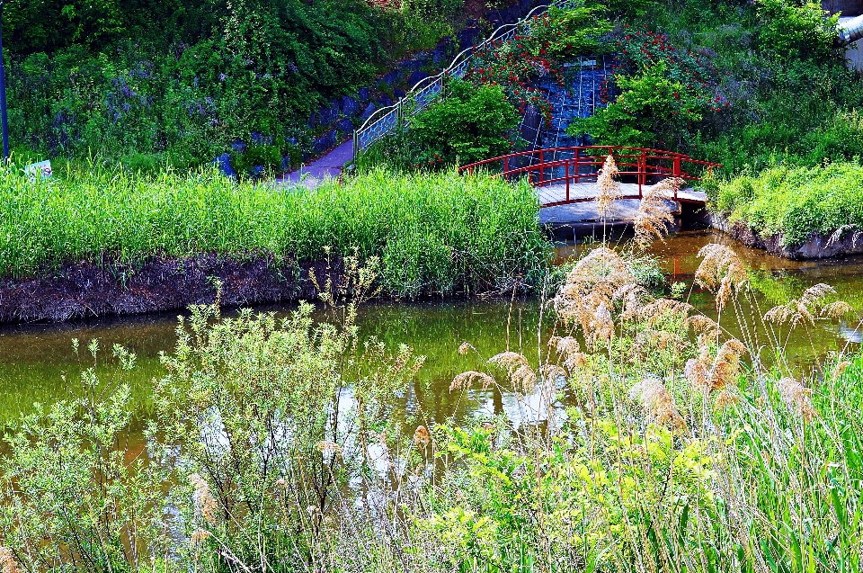 Wildes korea
 fluss bach natürliche landschaft
