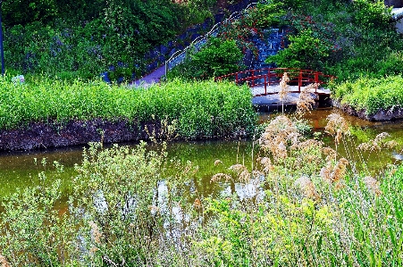 Wild korea river brook natural landscape Photo