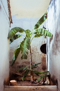 Leaf tree plant banana family Photo