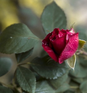 Foto Rosa flor verão vermelho