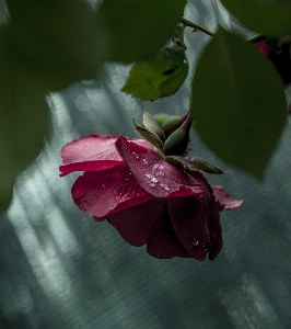 Foto Vermelho rosa flor amor