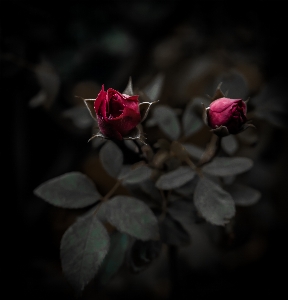 Foto Rosa noite vermelho sangue