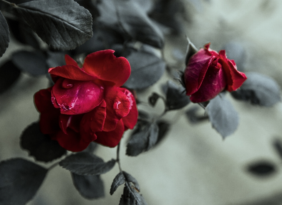 Vermelho rosa escuro sangue