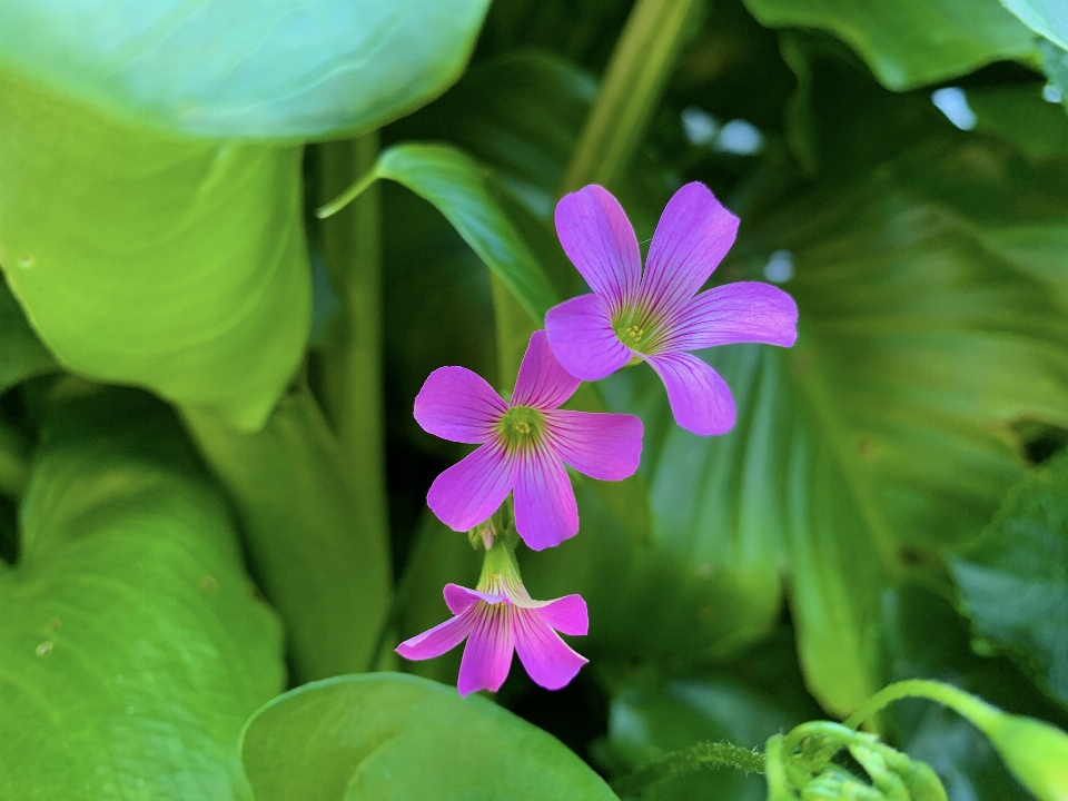 緑 フラワーズ 自然 植物