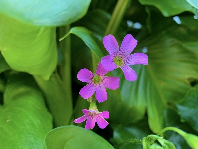 Green flowers nature plants Photo