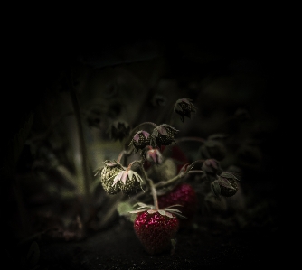 Strawberry red fruit dark Photo