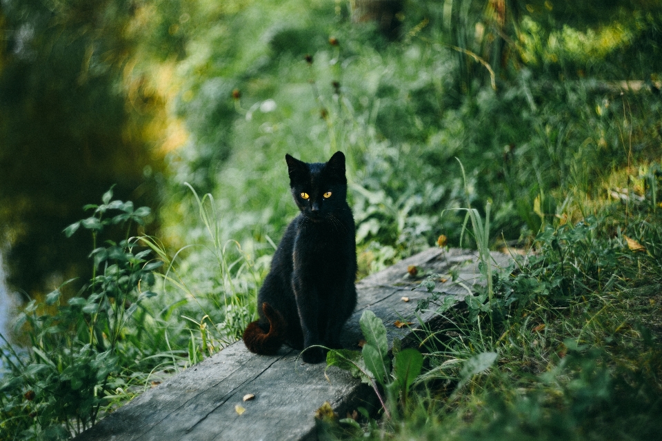 Chat vert noir félidés
