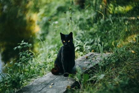 Cat green black felidae Photo