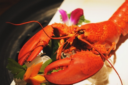 Homarus lobster american seafood Photo