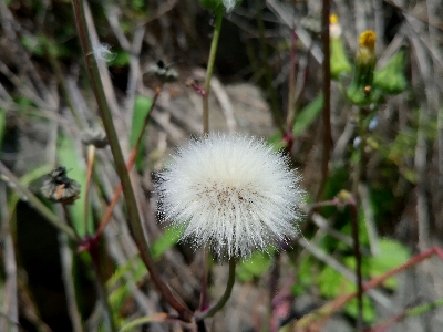 Foto Flor broto natureza dente de leão