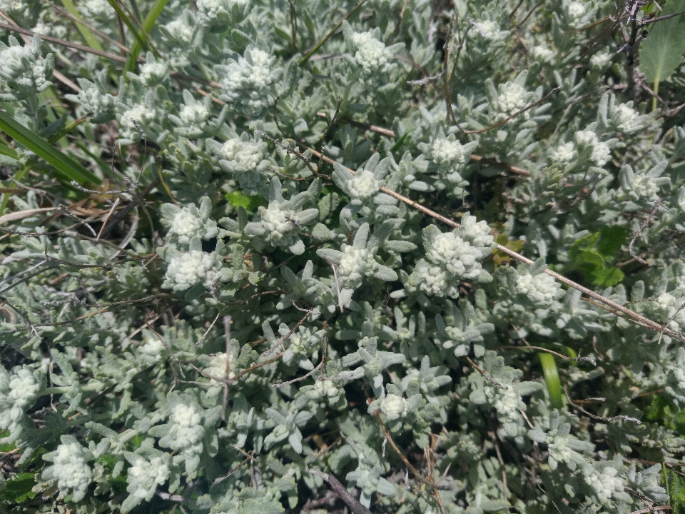 花 芽 自然 植物