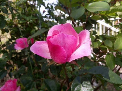 Rose flower bud nature Photo