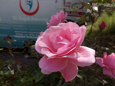 Rose flower bud nature Photo