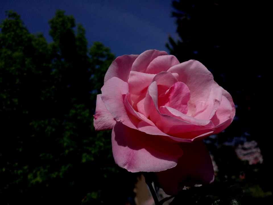 Rose flower bud nature