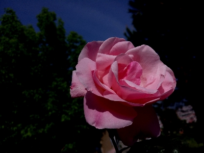 Rose flower bud nature Photo