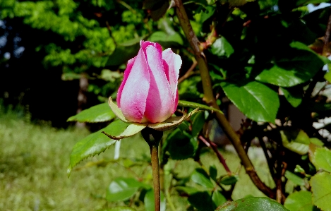 Rose flower bud nature Photo