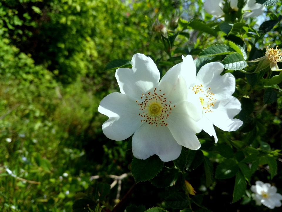 Rose blanche
 fleur bourgeon nature