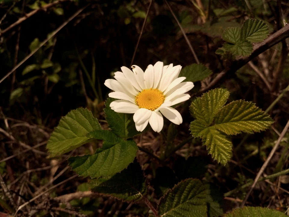 Marguerite blanche
 fleur bourgeon nature