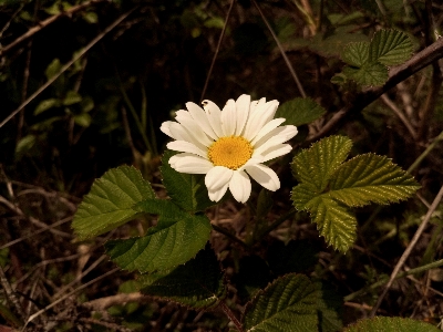 White daisy flower bud nature Photo