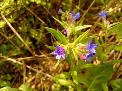 Purple flower bud nature flowering plant Photo