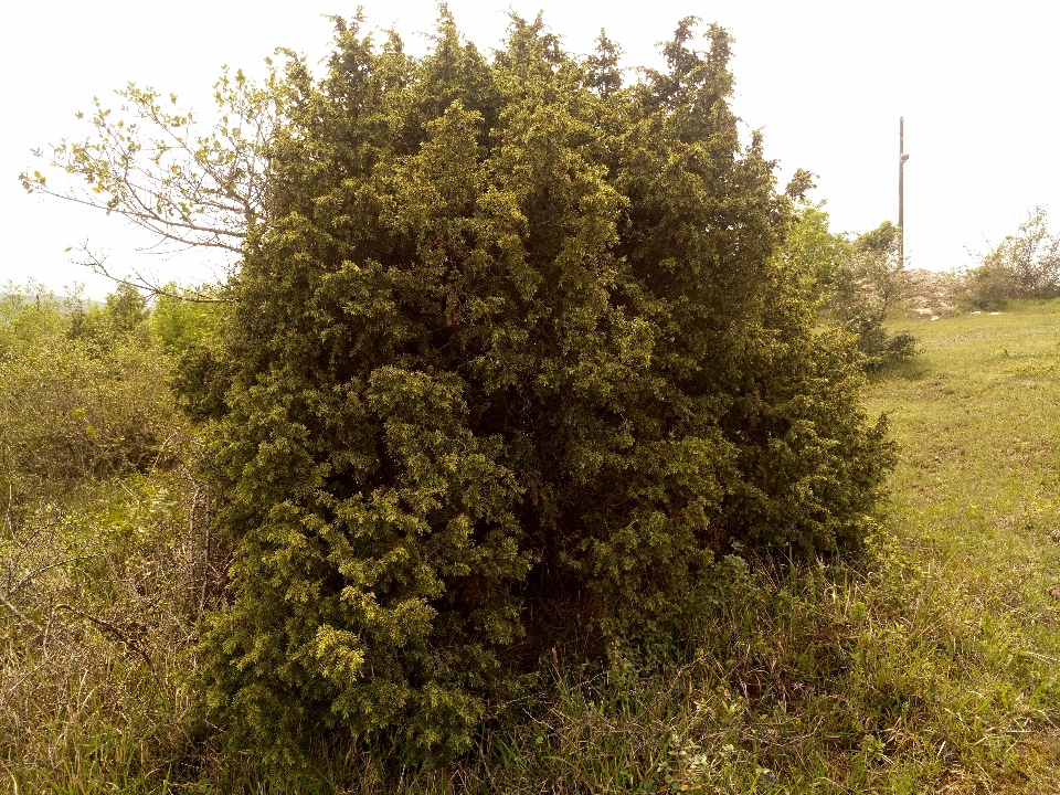 Verdura arbusto
 árvore natureza