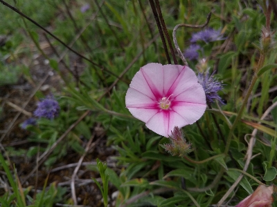 Grass greenery nature flowering plant Photo