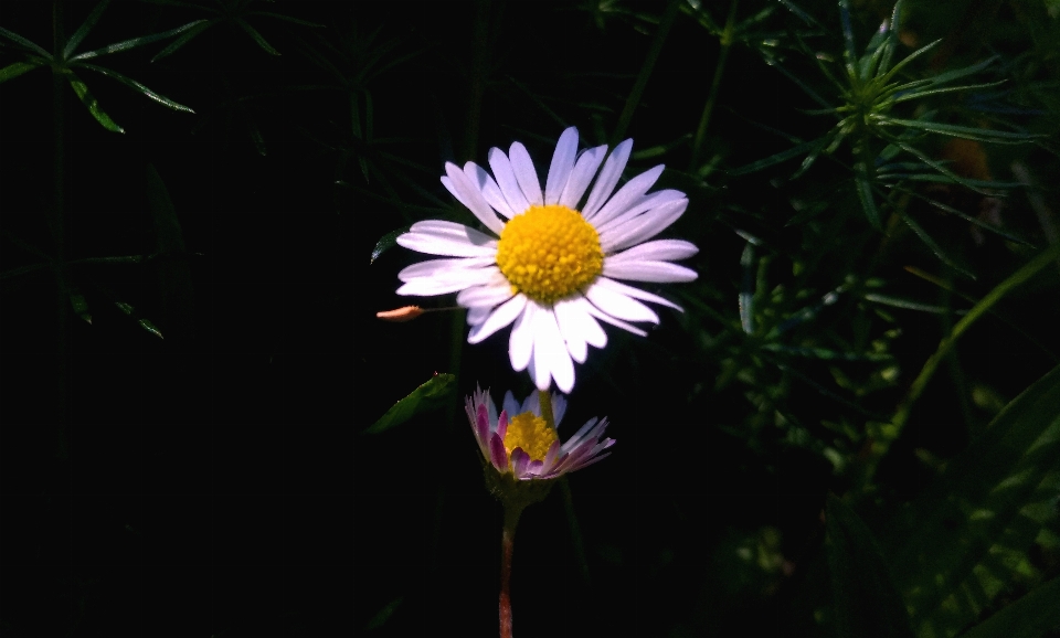 Marguerite blanche
 fleur bourgeon nature