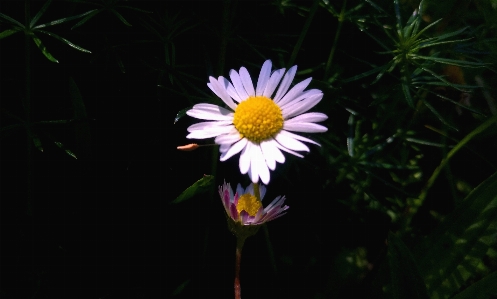 White daisy flower bud nature Photo