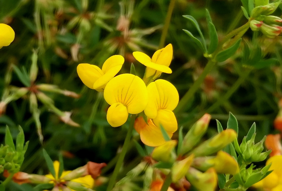 Yellow flowers flower bud nature