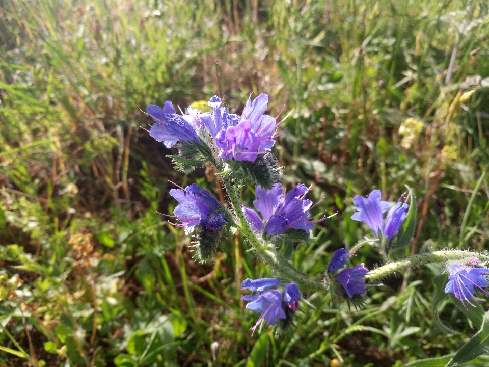 Flor purpura
 naturaleza campo de flores
 verdor