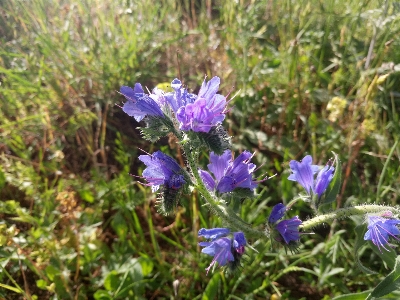 Purple flower nature field greenery Photo