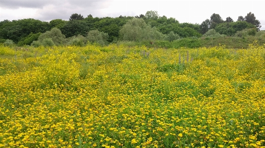 Yellow flower nature field plant Photo